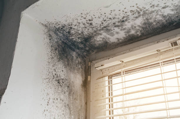 Affordable Mold Removal solutions in Johnstown, NY